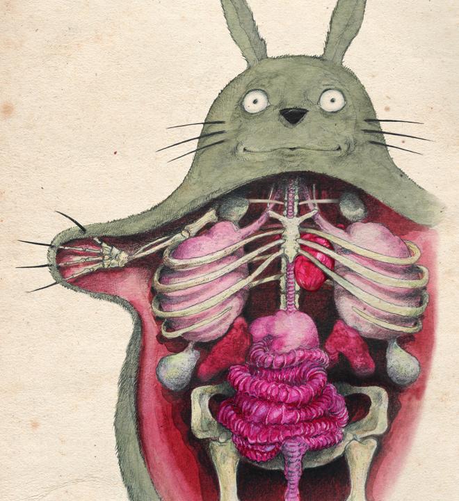 Planche anatomique Totoro